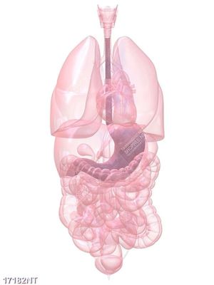 Tranh nghệ thuật trang trí tường