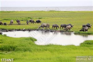 Tranh đàn trâu gặm cỏ