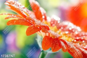 Tranh nghệ thuật trang trí tường