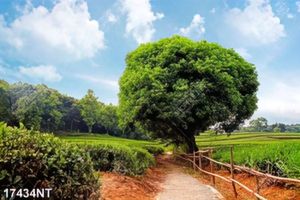 Tranh nghệ thuật trang trí tường