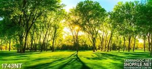 Tranh bóng cây trong rừng