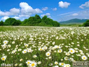 Tranh cánh đồng cúc trắng