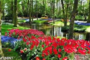 Tranh tulip đỏ bên bờ suối