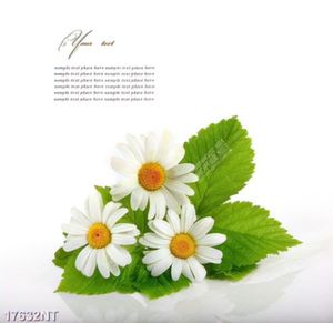 Tranh nghệ thuật đẹp nhất