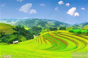 Tranh cánh đồng lúa