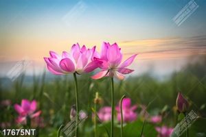 Tranh treo tường trang trí nghệ thuật