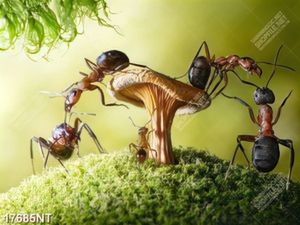 Tranh phong cảnh nghệ thuật đẹp
