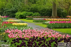 Tranh hoa tulip muôn sắ màu