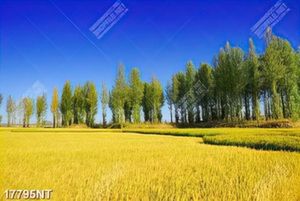 Tranh đẹp treo tường