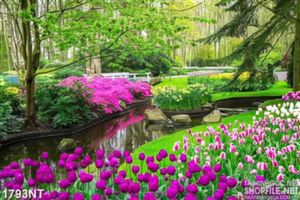 Tranh mùa hoa tulip tím
