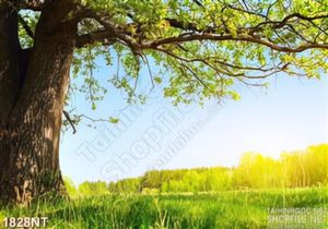 Tranh gốc cây bìa rừng