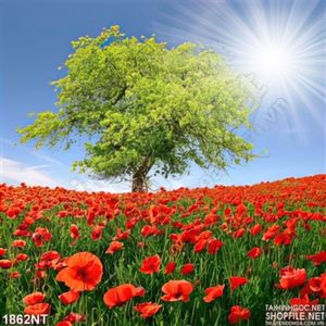 Tranh cánh đồng tulip