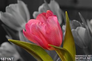 Tranh 3d bông hoa tulip hồng