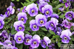 Tranh vườn hoa tím mộng mơ