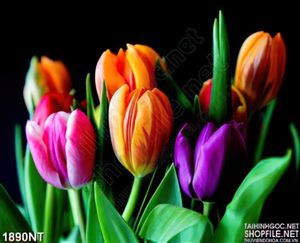 Tranh hoa tulip trên nên đen