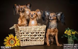 Tranh những chú chó cưng