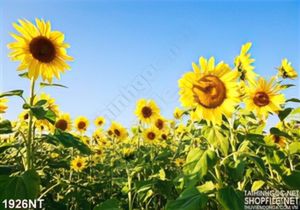 Tranh caánh đồng hoa hướng dương