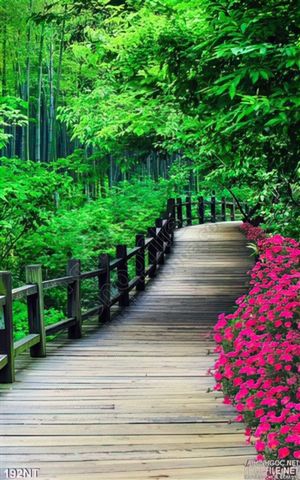 Tranh con đường vào khu rừng tre