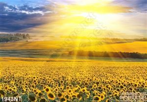 Tranh bình minh trên cánh đồng hoa