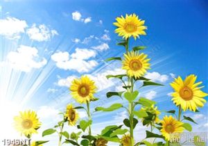 Tranh hướng dương đua sắc in uv