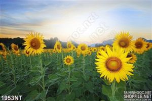 Tranh rừng hoa mặt trời treo tường