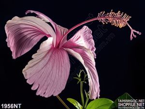 Tranh hoa dâm bụt hồng