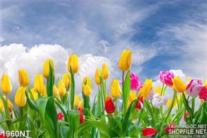 Tranh vẻ hoa tulip treo tường