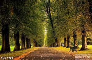 Tranh lối đi trong khu rừng vắng