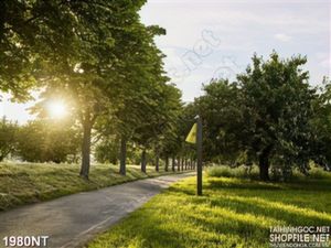 Tranh con đường cây xanh đón bình minh