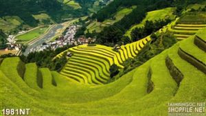 Tranh đồng ruộng bậc thang nhìn từ xa