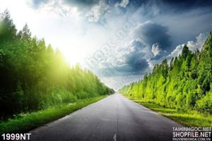 Tranh hàng cây bạch dương in uv
