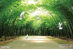Tranh bồ câu và con đường tre xanh