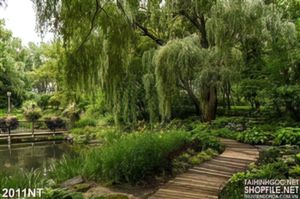 Tranh con đường nhỏ bên hàng liễu già