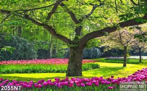 Tranh vườn tulip dưới tán cây xanh