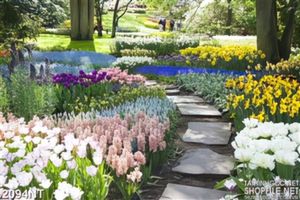 Tranh lối nhỏ trong vườn hoa tulip