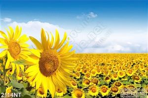 Tranh cánh đồng hướng dương tỏa hương