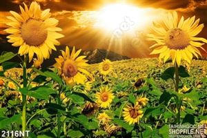 Tranh rừng hướng dương đón nắng ban mai