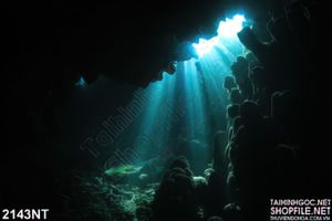 Tranh ánh sáng dưới đáy biển