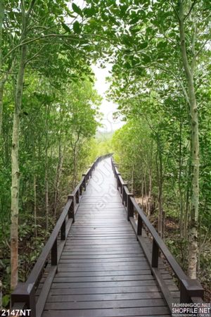 Tranh dọc con đường gỗ trong rừng cây