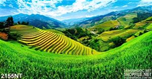 Tranh cánh đồng lúa vàng óng ánh