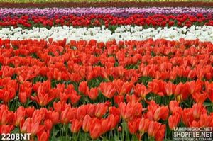 Tranh cánh đồng tulip muôn sắc màu