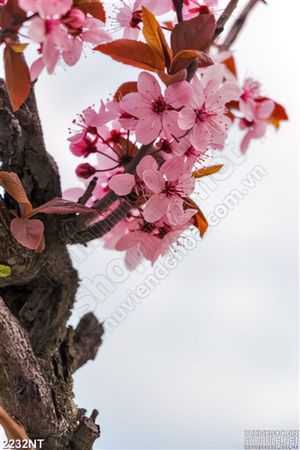 Tranh hoa đào treo tường