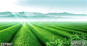 Tranh những hàng chè trên đồi in uv