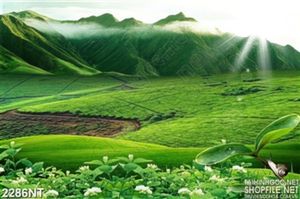 Tranh những ngọn núi xanh lá chạm mây