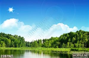 Tranh rừng thông bên hồ nước