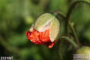 Tranh nụ hoa nở giữa mùa xuân