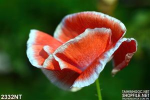 Tranh cánh hoa cam trắng xinh đẹp
