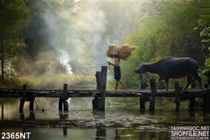 Tranh cây cầu khỉ và đàn trâu