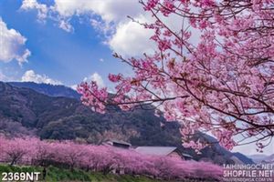 Tranh hoa anh đào sau vườn 3d