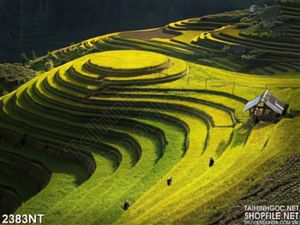 Tranh ruộng bậc thang trên đồi
